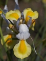 Iris Apollo Kosaciec